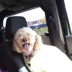 Meet your Posher, David